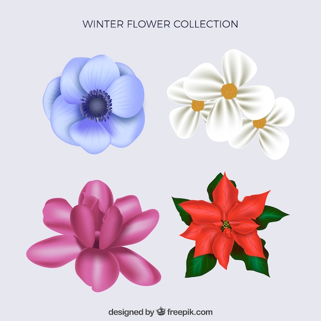 Winter collection of realistic flowers