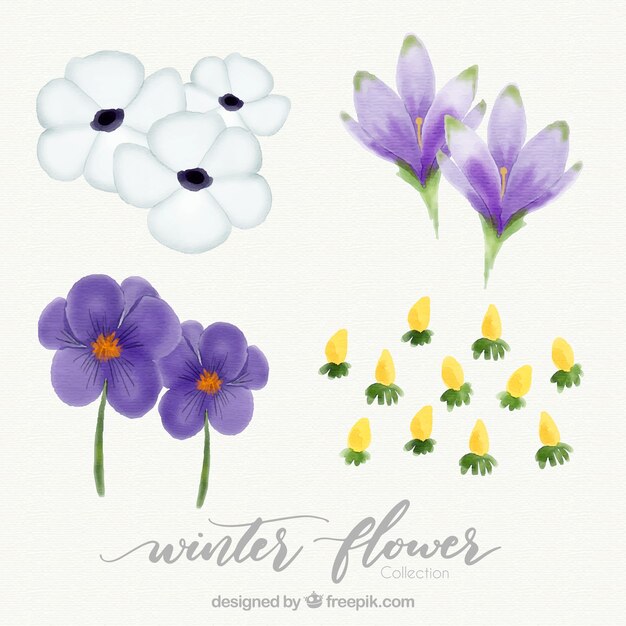 Winter collection of watercolour flowers