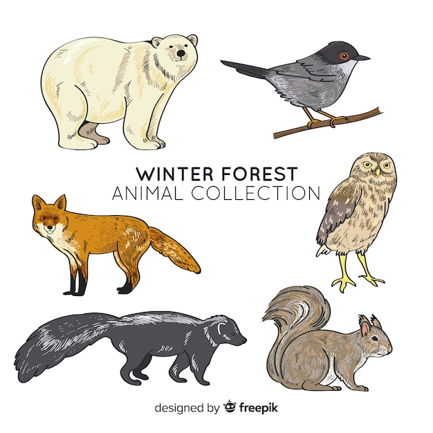 Free Vector winter forest animal collection