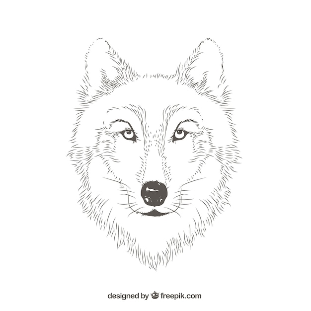 Free Vector wolf portrait lines