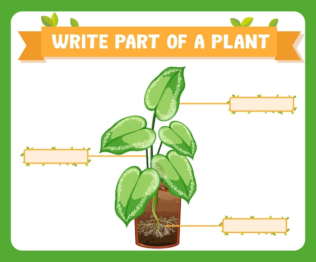 Free Vector write parts of a plant worksheet for kids