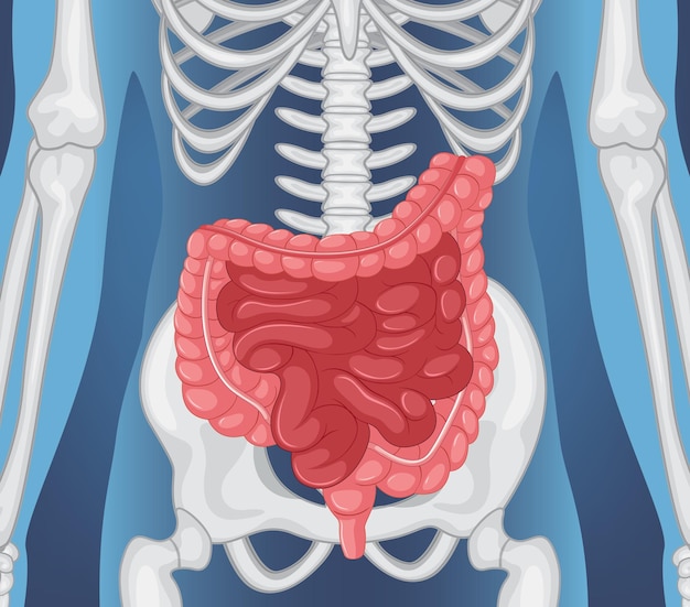 Xray of human body with internal organs