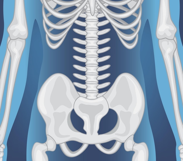 Free Vector xray of human body with internal organs