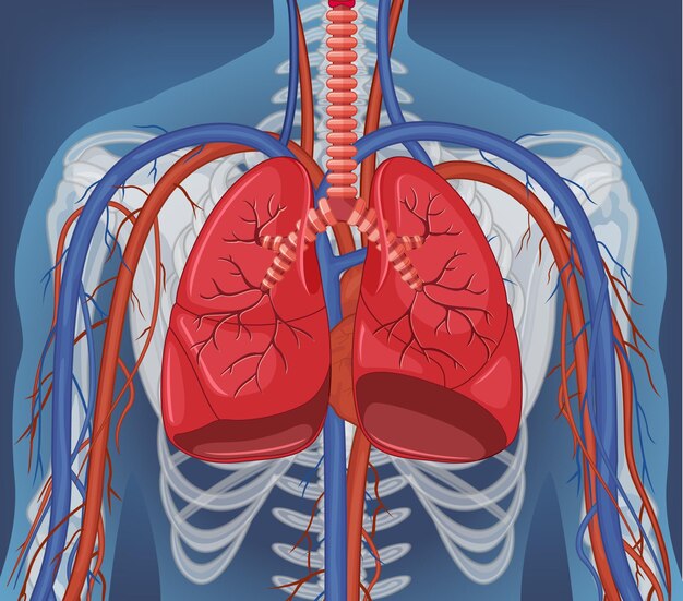 Xray of human body with internal organs