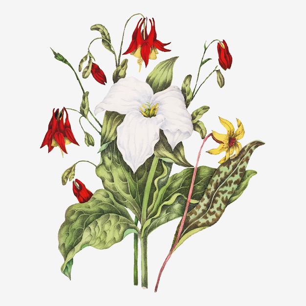 Yellow Adders Tongue, Large White Trillium, and Wild Columbine flower bouquet vector