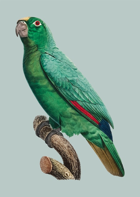 Free vector yellow-crowned amazon