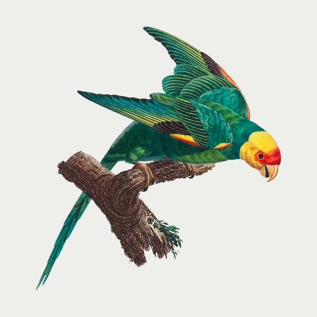 Yellow crowned parakeet