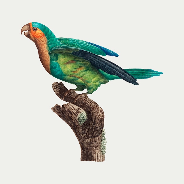 Free vector yellow-crowned parakeet