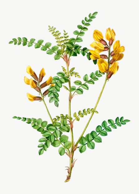 Free Vector yellow cytisus wolgaricus flower