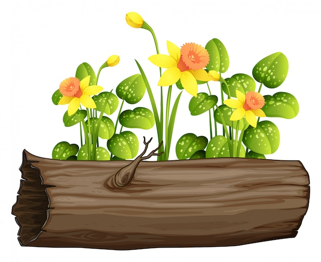 Free Vector yellow daffodil flowers and log