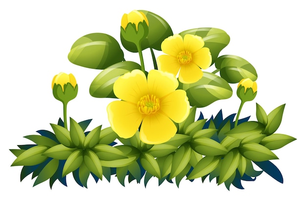 Free Vector yellow flowers on white background