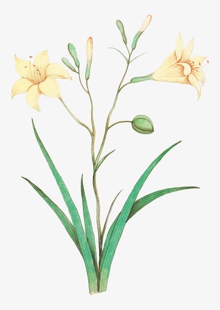 Free vector yellow lily in vintage style