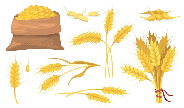 Free vector yellow ripe wheat bunch, spikes and grains flat item set.