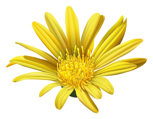 Free Vector a yellow sunflower