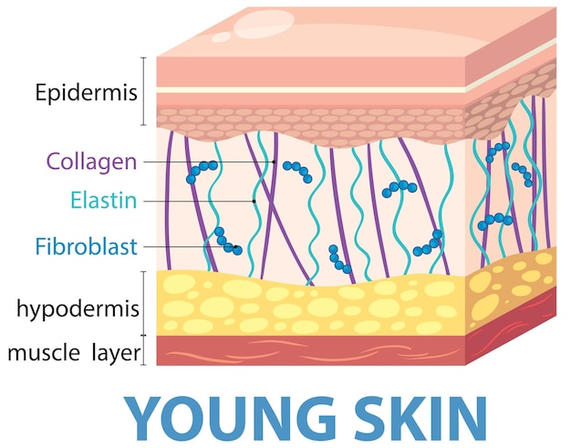 Free vector young skin structure diagram