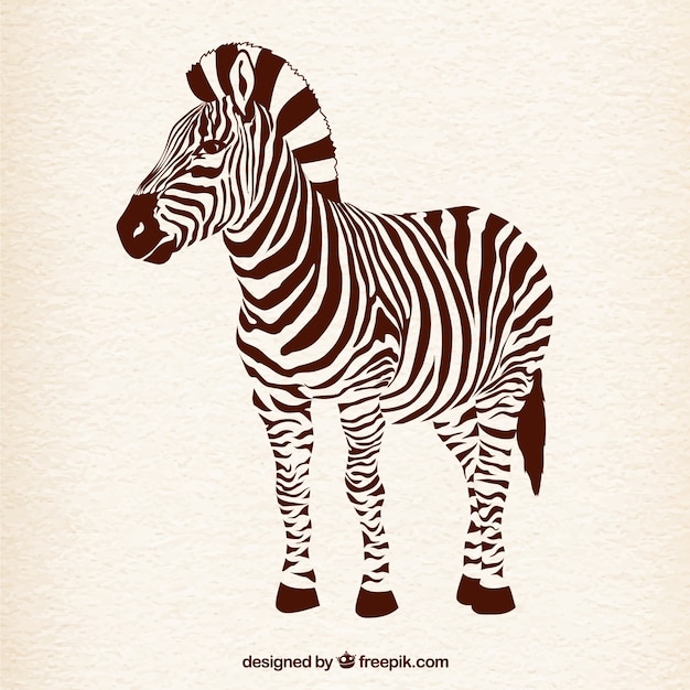 Zebra