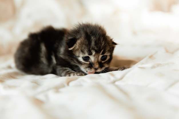 1 month old black kitten on a blanket.