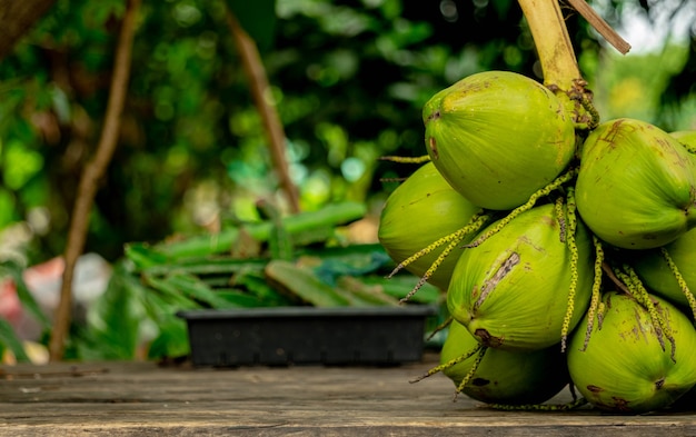 1 shredded coconut contains many coconuts