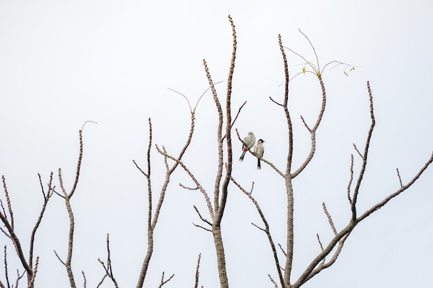 2 birds hang on to branch of tree that no leaf. White background.