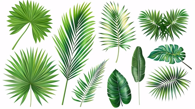 Photo 2 a collection of phoenix palm leaves in a tropical leaves vector set displayed on a clean white background each leaf is presented in a flat vector design with smooth lines and varying shades of