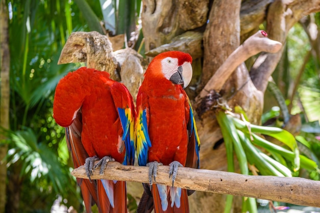 2 scarlet macaws Ara macao red yellow and blue parrots sitting on the brach in tropical forest Playa del Carmen Riviera Maya Yu atan Mexico