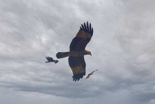 3 eagles flying together with cloudy sky in background