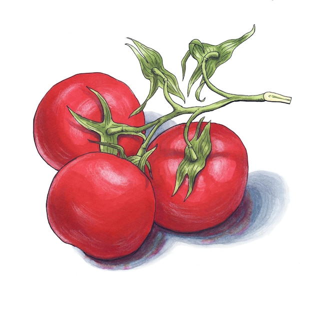 3 hand drawn tomatoes on the white background