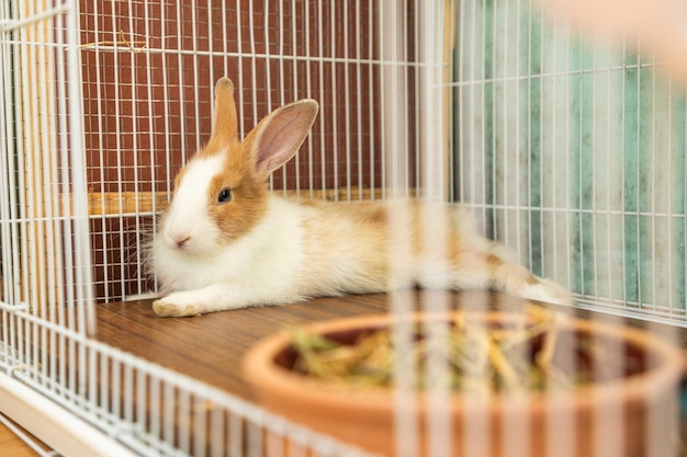 3 months old bunny rabbit laying in his cage