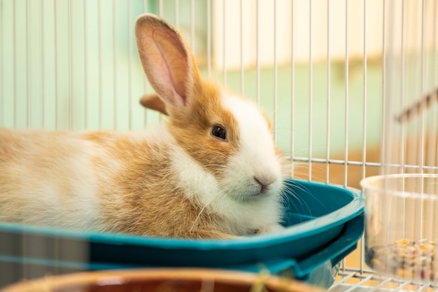 3 months old bunny rabbit laying in his toilet cage