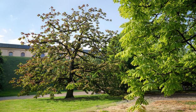 379_Horse chestnut tree in Royal Garden at Prague Castle in Prague