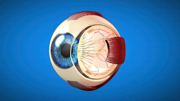 3D anatomical model of an Eye