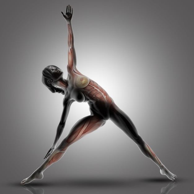 3D female figure in triangle yoga pose with muscles used highlighted