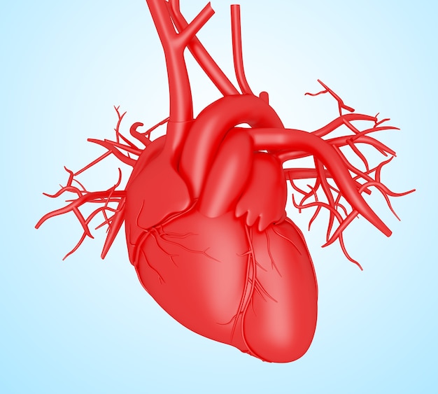 3d Human heart