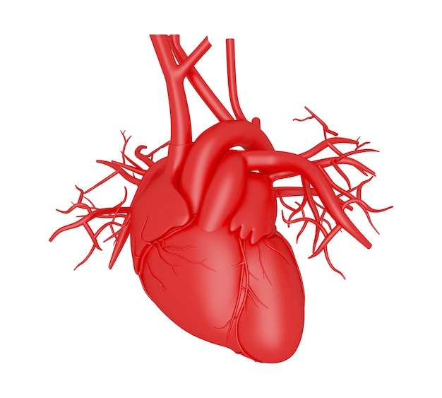 3d Human heart