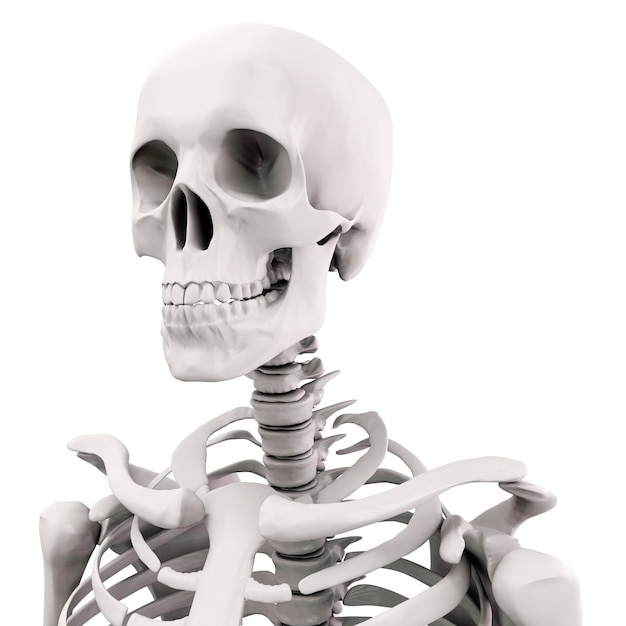 3d human skeleton on white background