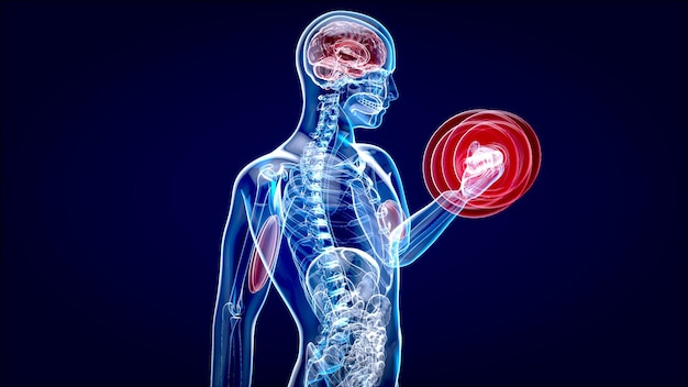 3D Illustration of an Anatomy of a Xray man doing Biceps Curls