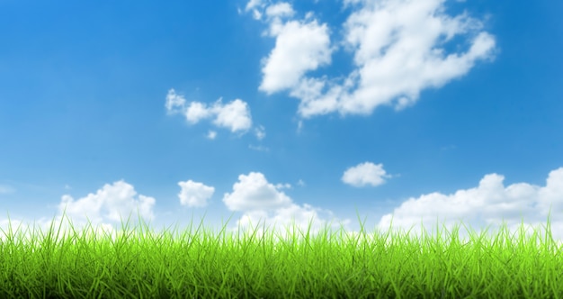 3D illustration Close up of green grass with blue sky