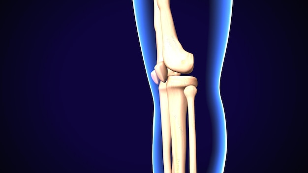 3d illustration of a human skeletal knee