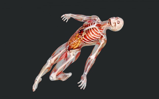 3d Illustration of a Male Skeleton Muscle System, Bone and Digestive System with Clipping Path