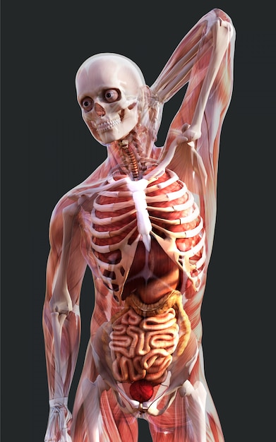 Photo 3d illustration of a male skeleton muscle system, bone and digestive system with clipping path