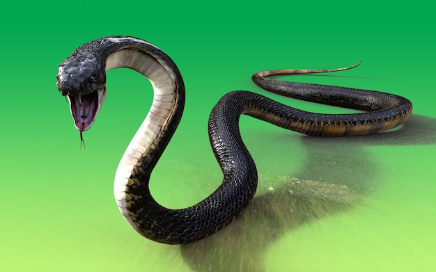 3d King Cobra Black Snake The World's Longest Venomous Snake 