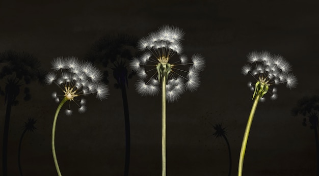 3d mural interior wallpaper White painting three dandelion on black watercolor Wall art