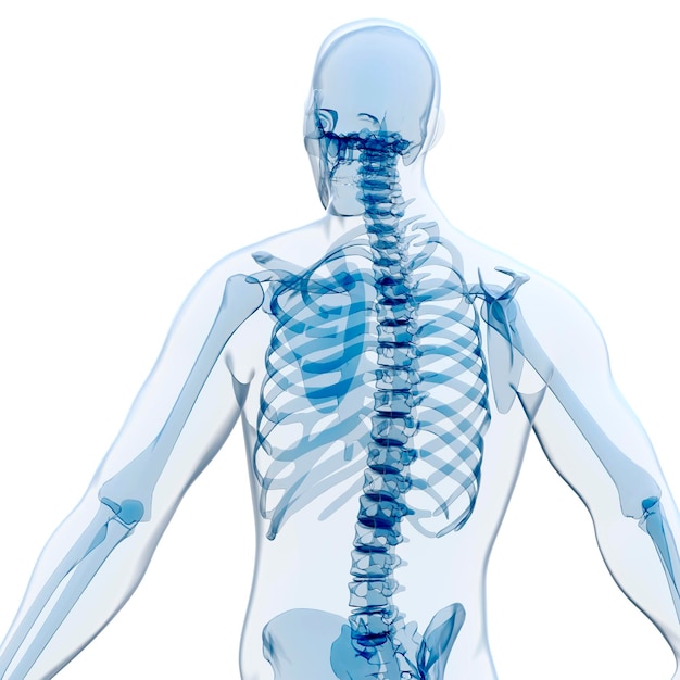 3d render of human body and skeleton xray