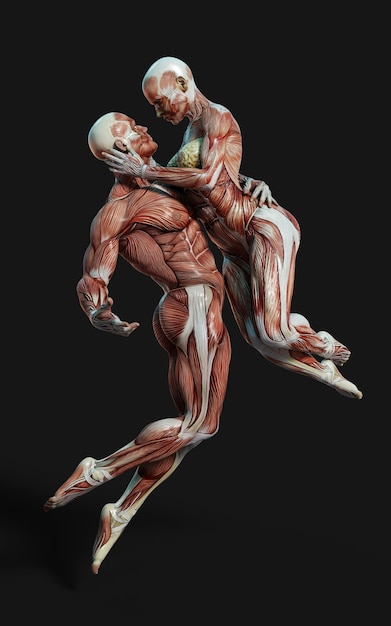 3D render of male and female figures pose with skin and muscle map on dark background