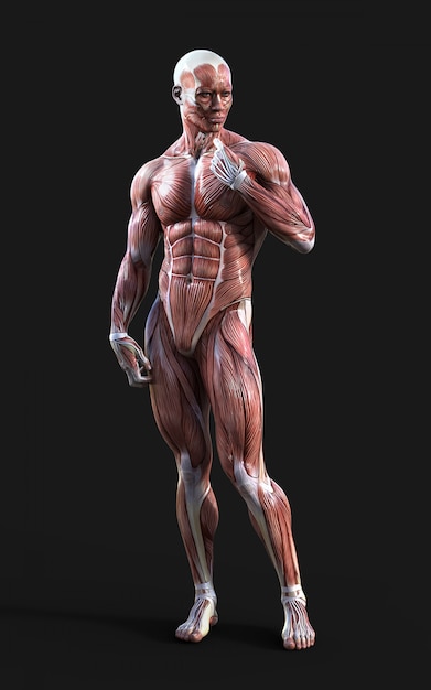 3D render of male figures pose with muscle