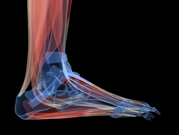 3d rendered illustration of the human foot