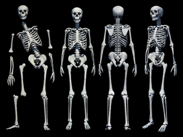 Photo 3d rendered medically accurate illustration of the human skeleton