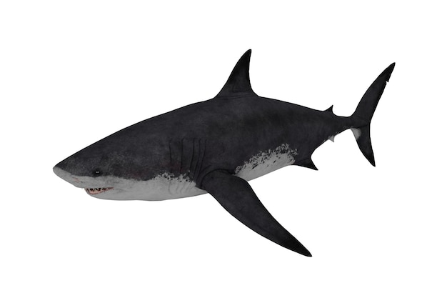 3d rendering animal shark, fish concept