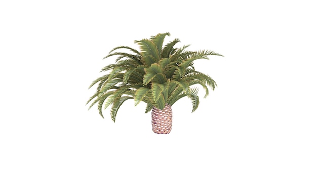 3D rendering of a greenhouse plant sago palm isolated on white background Floral home decoration