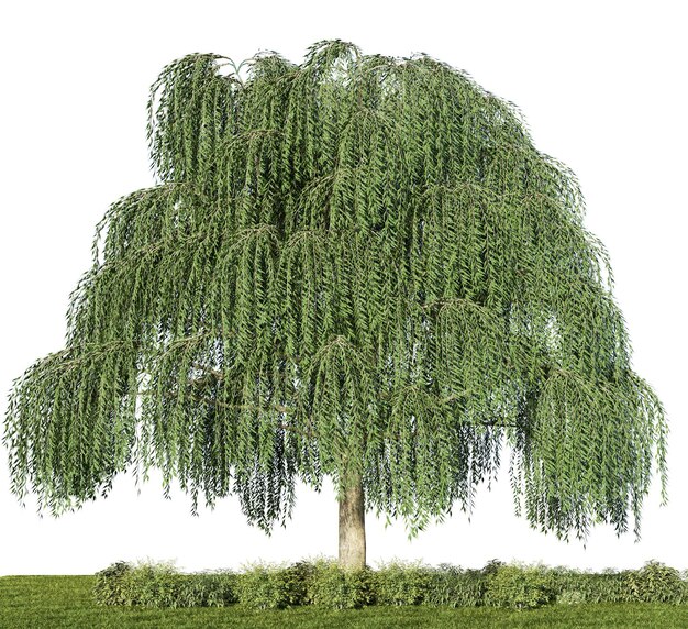 3d rendering illustration tree isolate on white background include clipping path